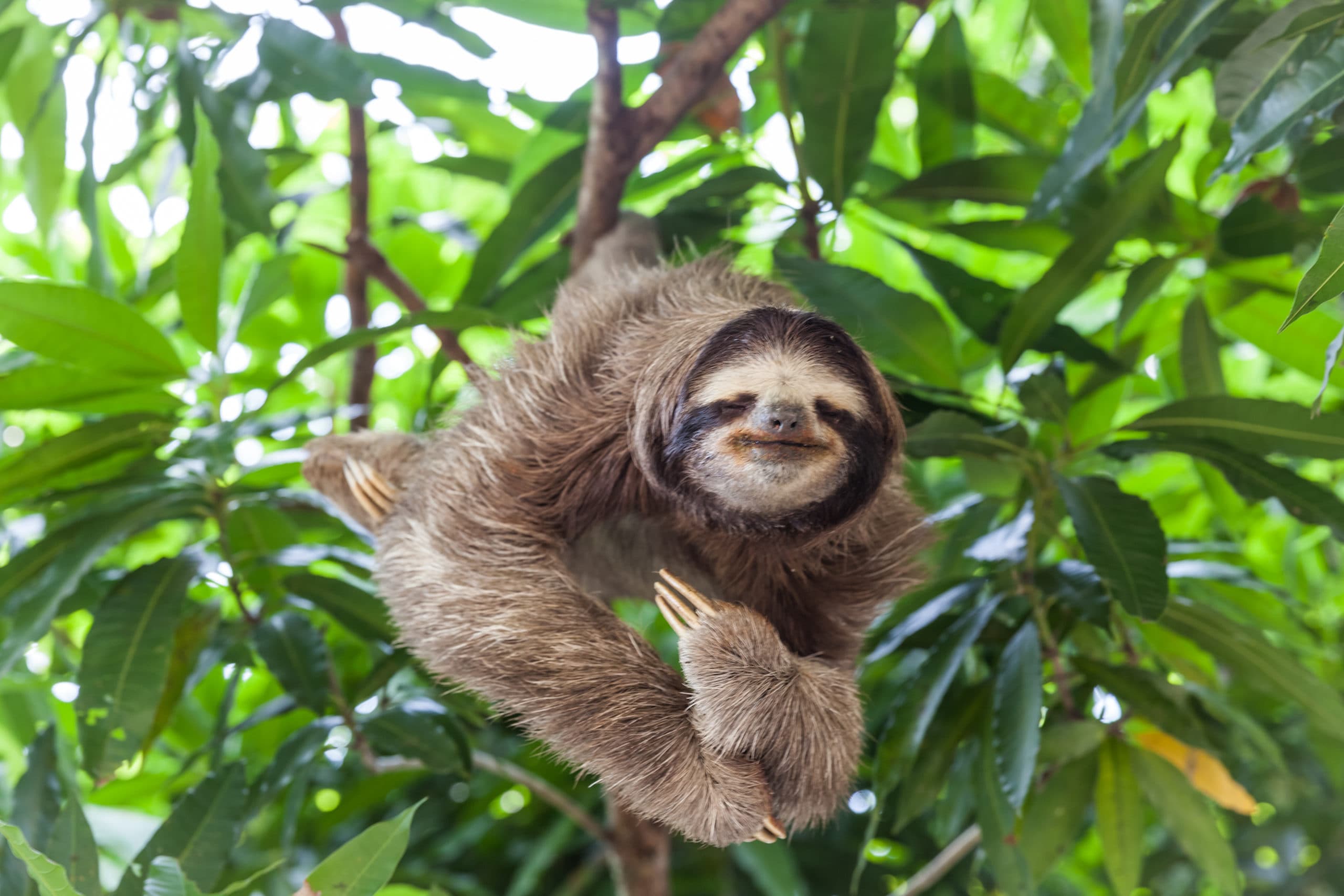 Is It Legal to Own a Pet Sloth In Florida?