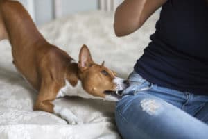 How Common Are Dog Bites in West Palm Beach?