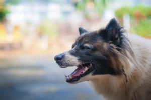 How Hollander Law Firm Accident Injury Lawyers Can Help After a Dog Bite in West Palm Beach